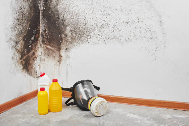  Tryon, NC Mold Removal Pros