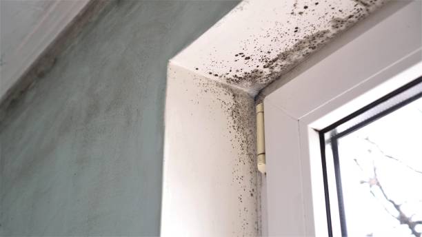 Best Mold Inspection  in Tryon, NC
