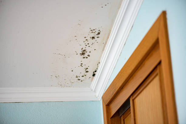 Best Residential Mold Removal  in Tryon, NC