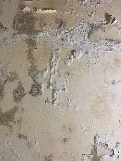 Best Mold Testing  in Tryon, NC