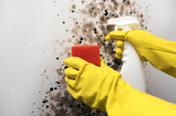 Best Emergency Mold Removal  in Tryon, NC