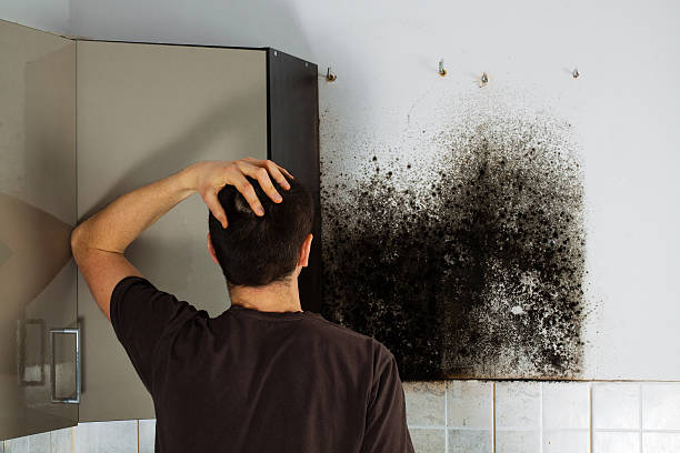 Best Toxic Mold Removal  in Tryon, NC